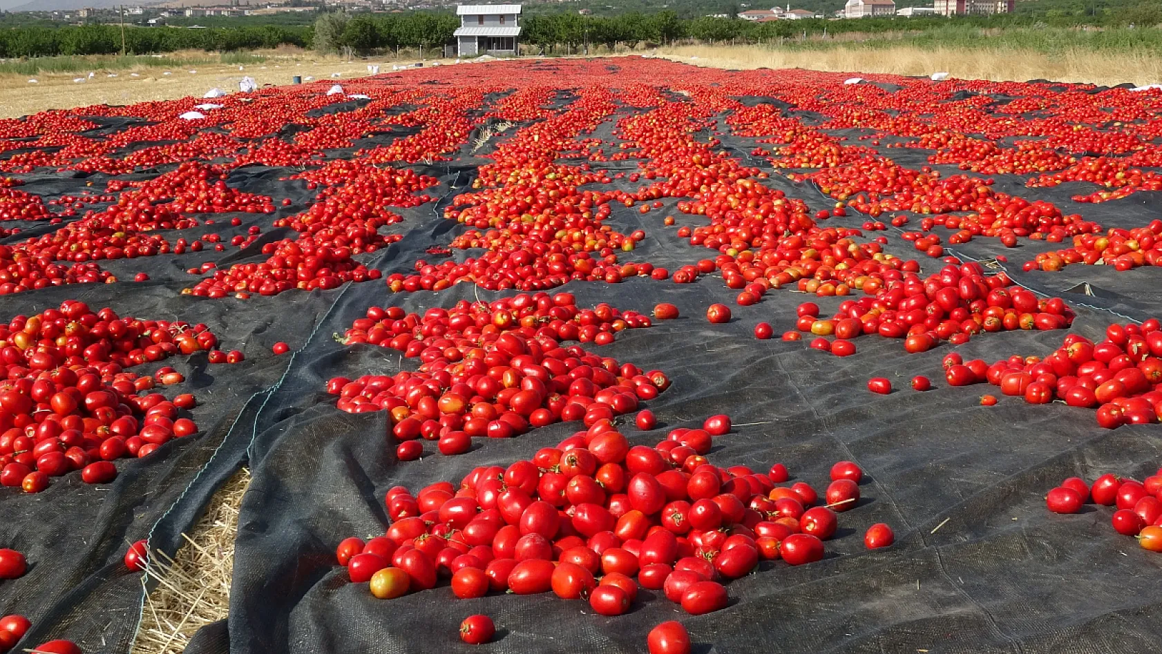 Malatya'da kayısıya alternatif ürün: Kurutmalık domatesler dünya pazarına gidiyor