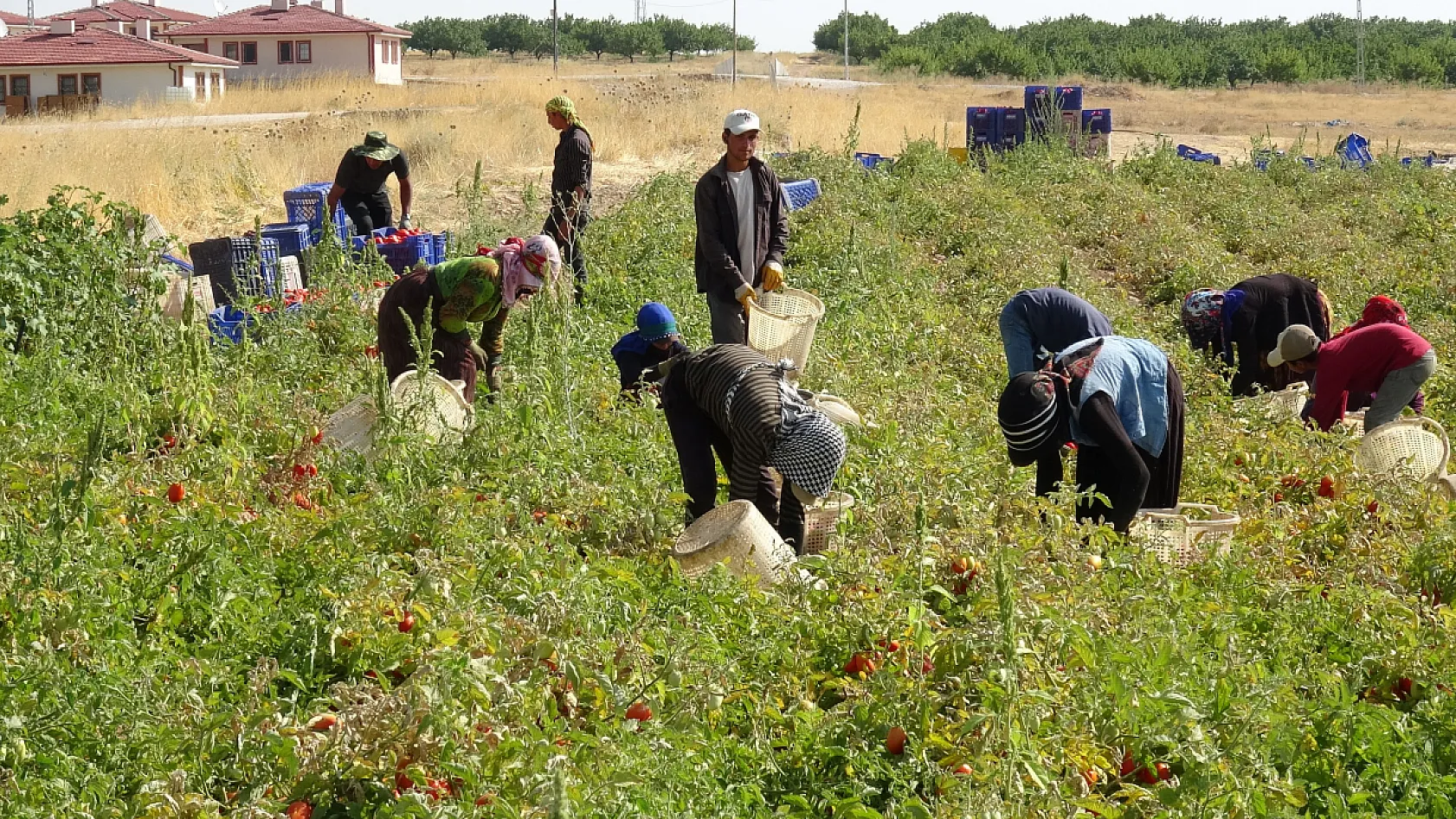 Malatya'da kayısıya alternatif ürün: Kurutmalık domatesler dünya pazarına gidiyor