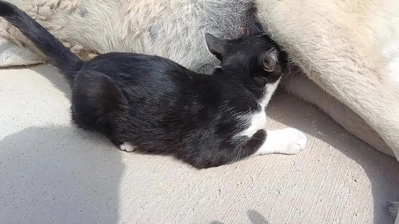 Tom ve Jerry'nin gerçek dostluğu