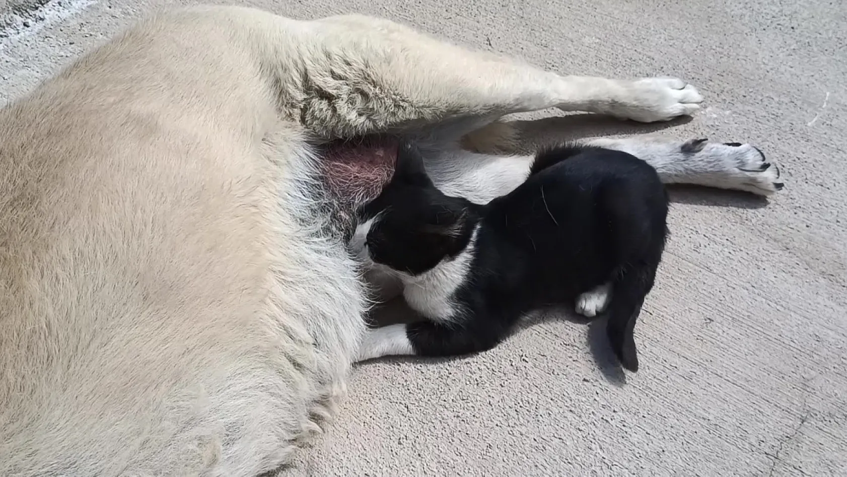 Tom ve Jerry'nin gerçek dostluğu