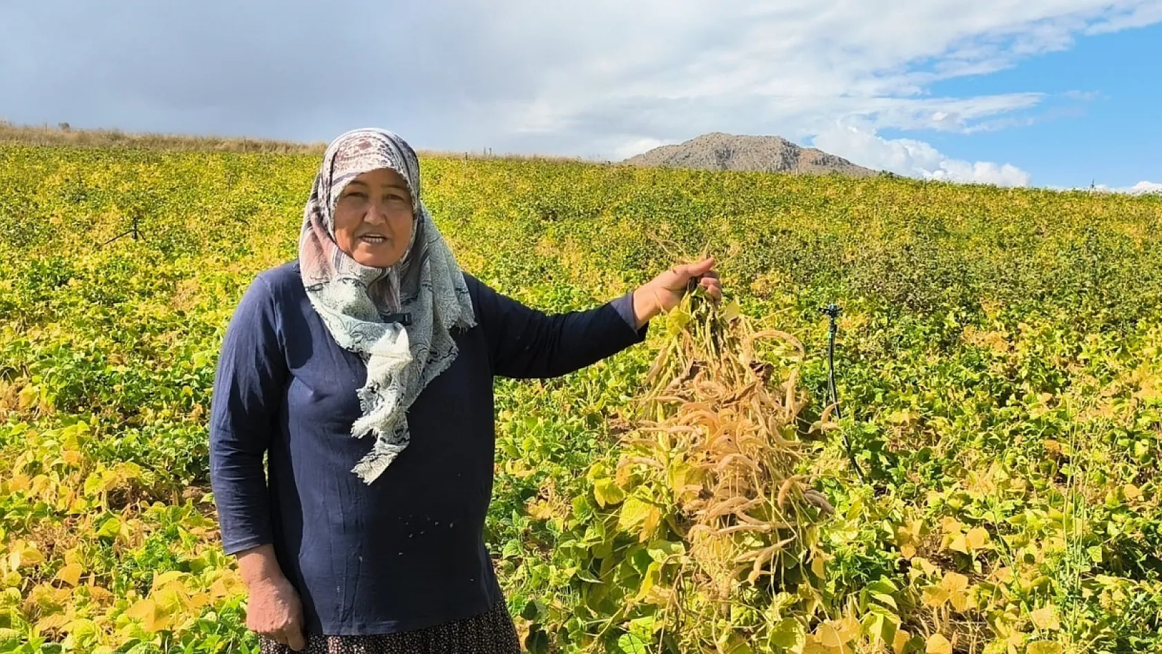 Tarladan sofraya: Tufanbeyli fasulyesinde hasat başladı