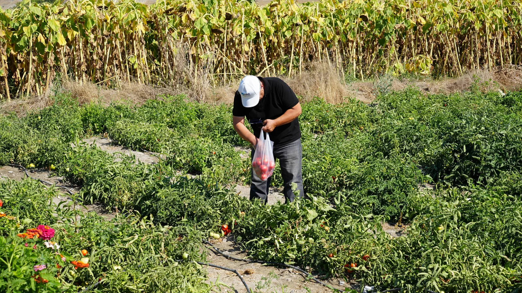 Tarlaya gelen kendi topluyor, üreticiden doğrudan alıyor