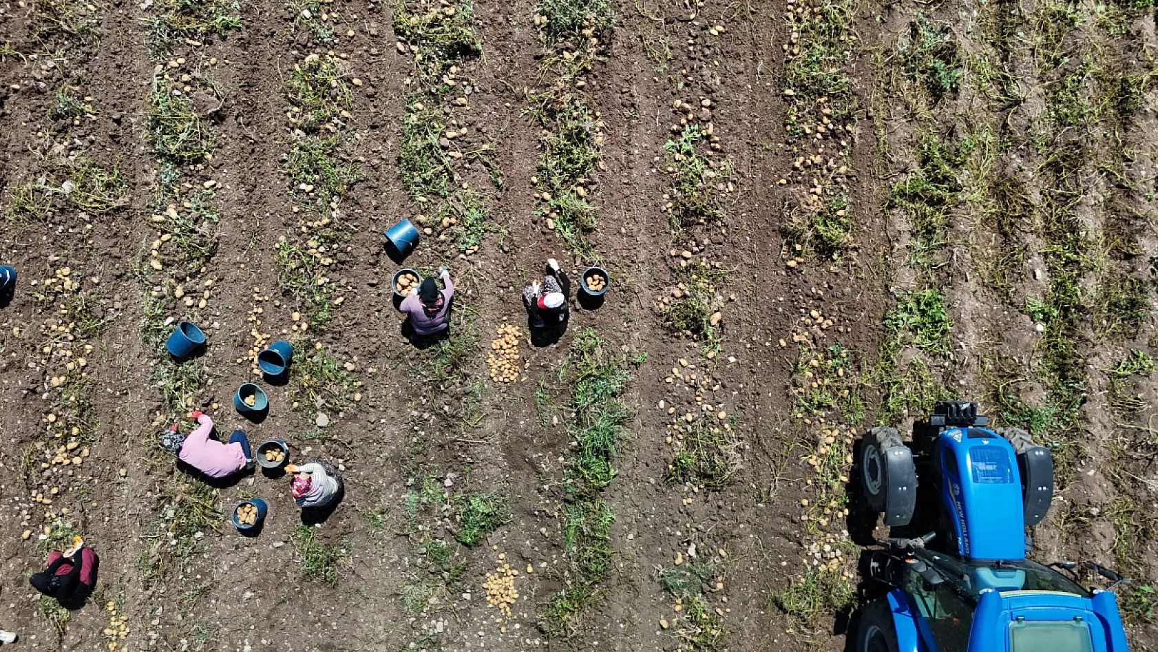 Bolu'da patates hasadı başladı, fiyat tarladan tezgaha yükseliyor