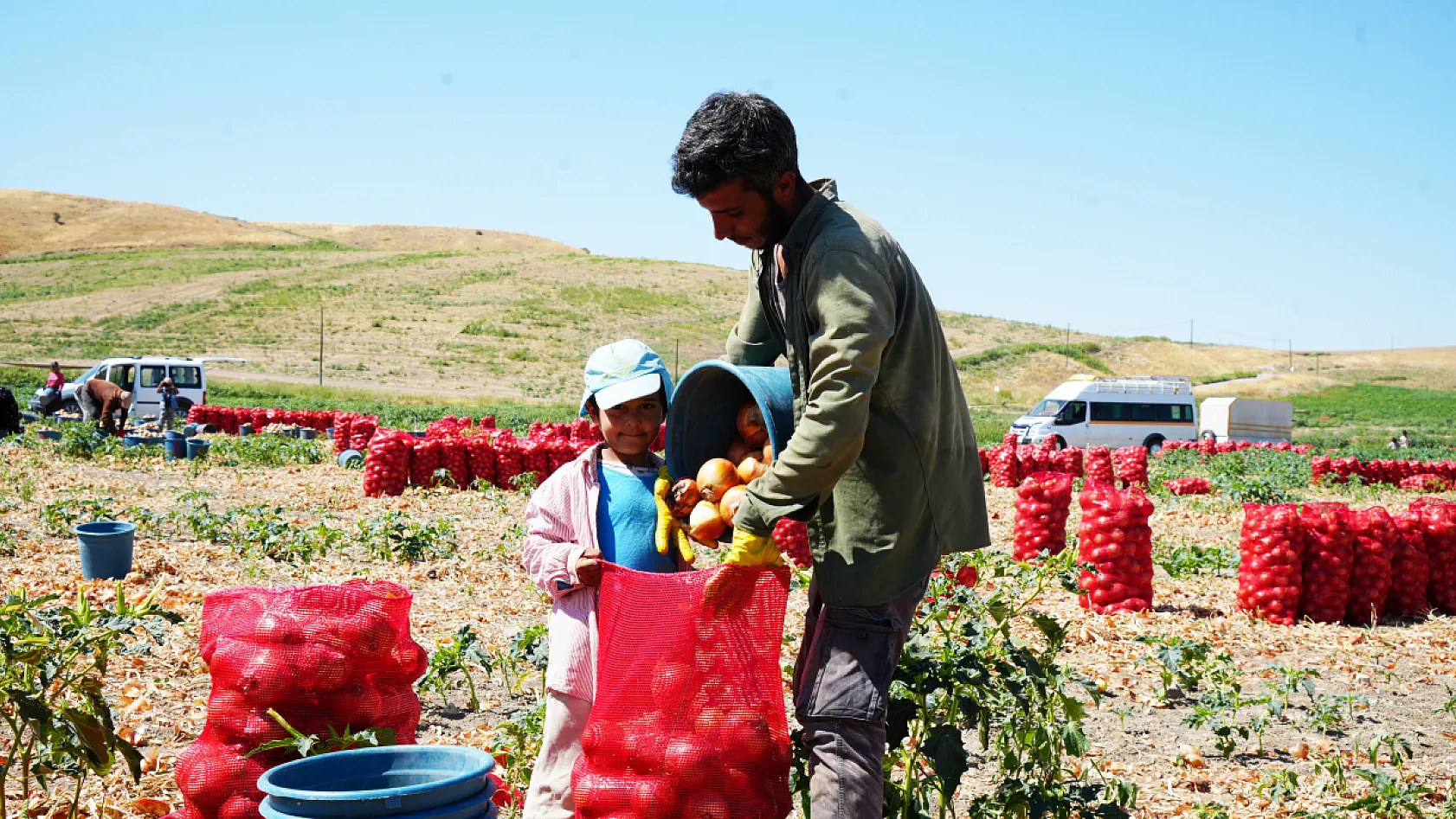 Başkentte soğanın 'kırmızı' mesaisi başladı: Susuzluk ekim alanını üçte bire düşürdü