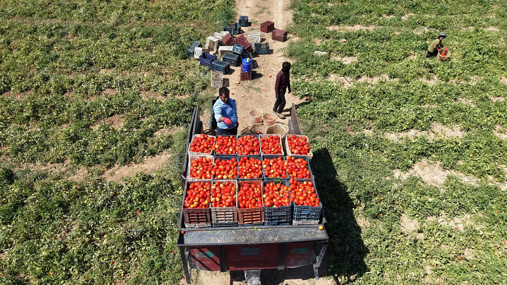 Elazığ'da 7 bin dönümde domates hasadı sürüyor