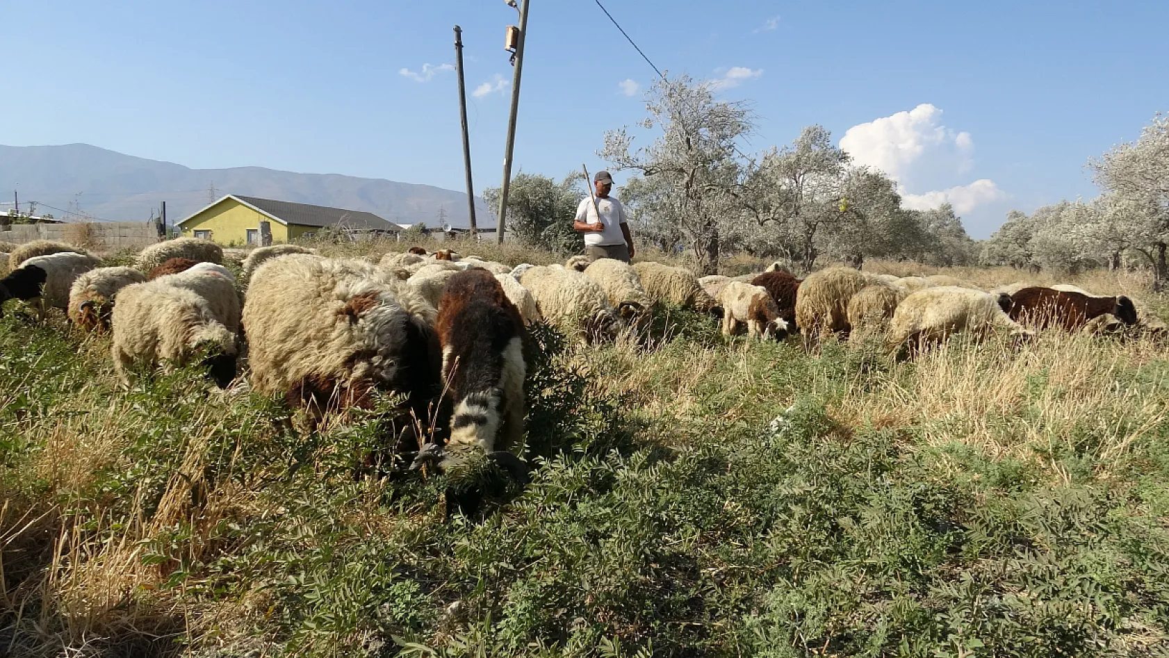 Sıcakta çobanlık mesaisi: günde 10 litre su tüketiyorlar