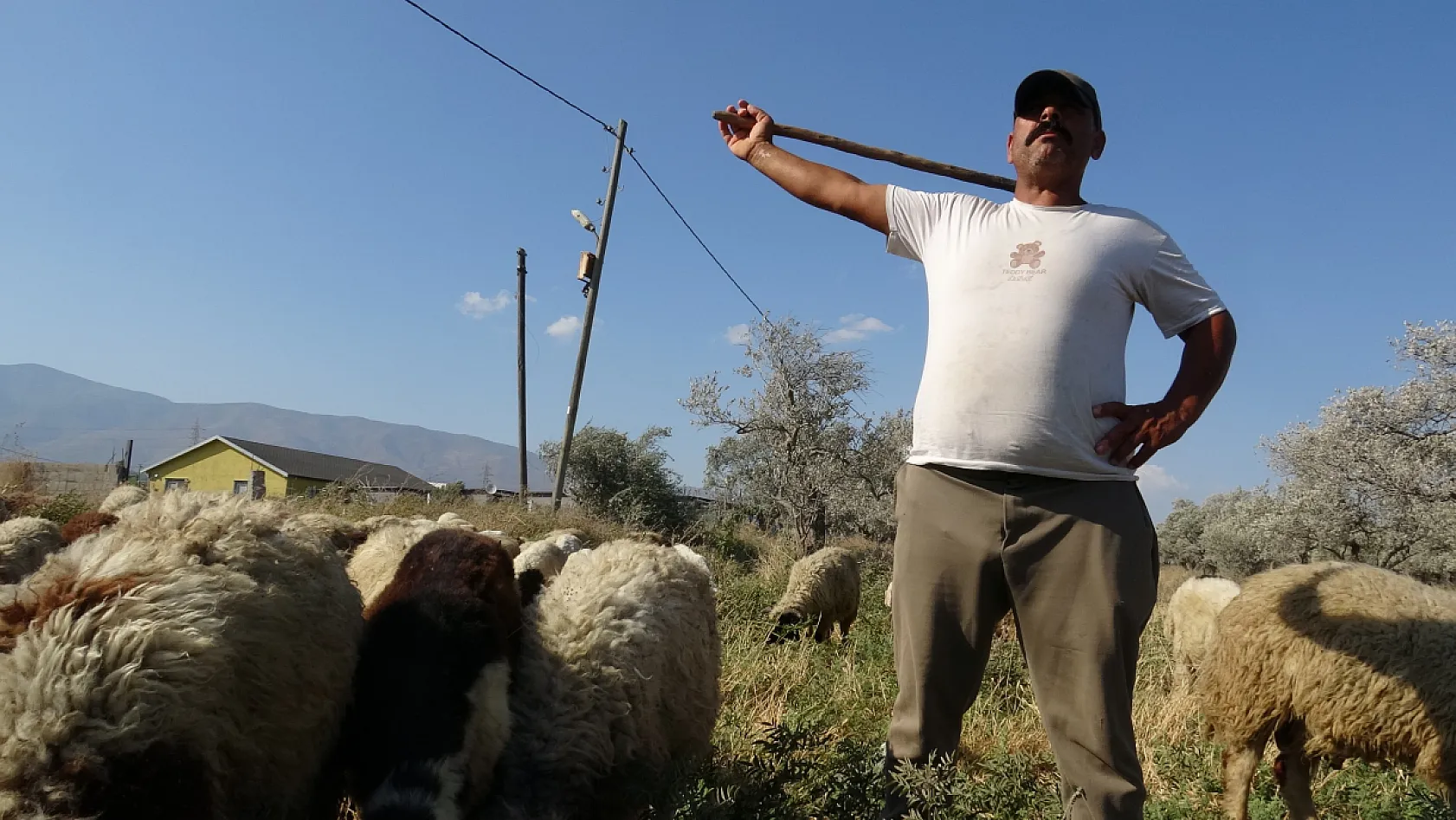 Sıcakta çobanlık mesaisi: günde 10 litre su tüketiyorlar