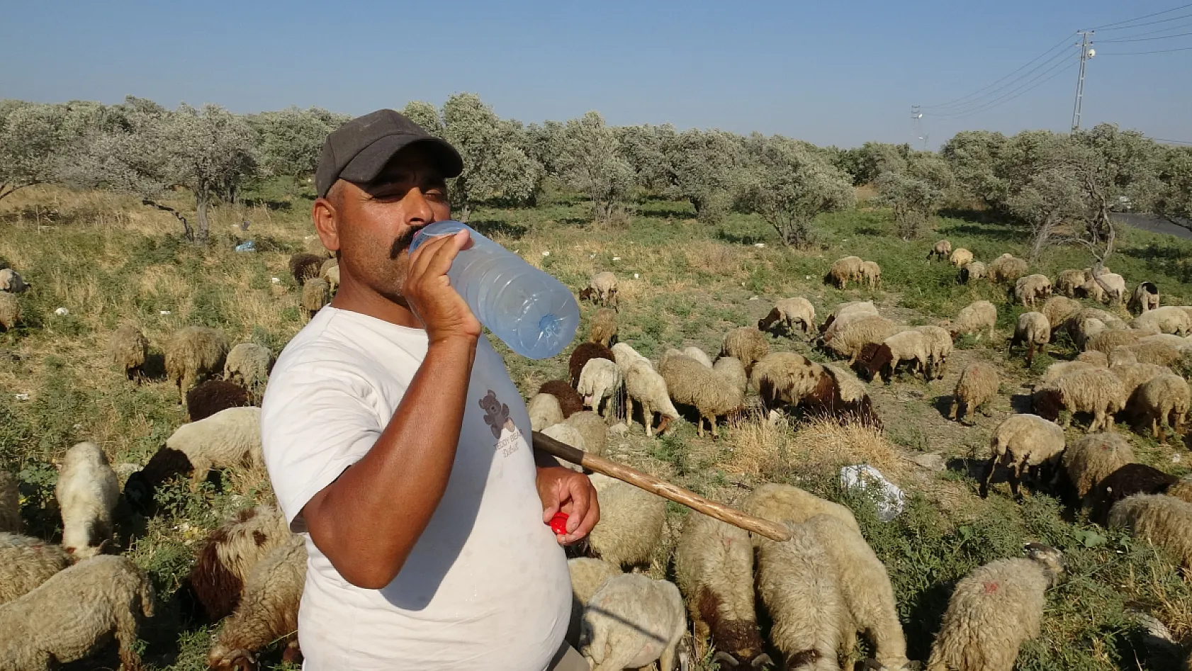 Sıcakta çobanlık mesaisi: günde 10 litre su tüketiyorlar