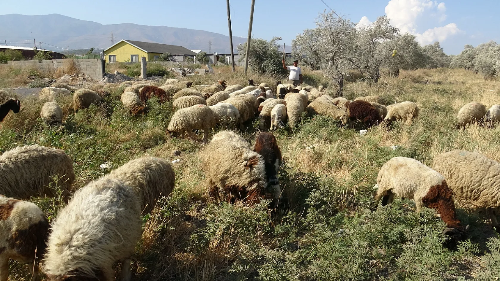 Sıcakta çobanlık mesaisi: günde 10 litre su tüketiyorlar