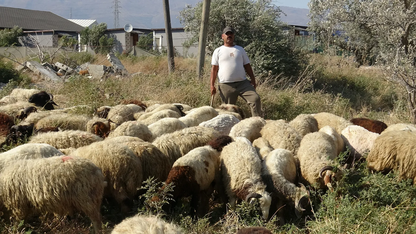 Sıcakta çobanlık mesaisi: günde 10 litre su tüketiyorlar