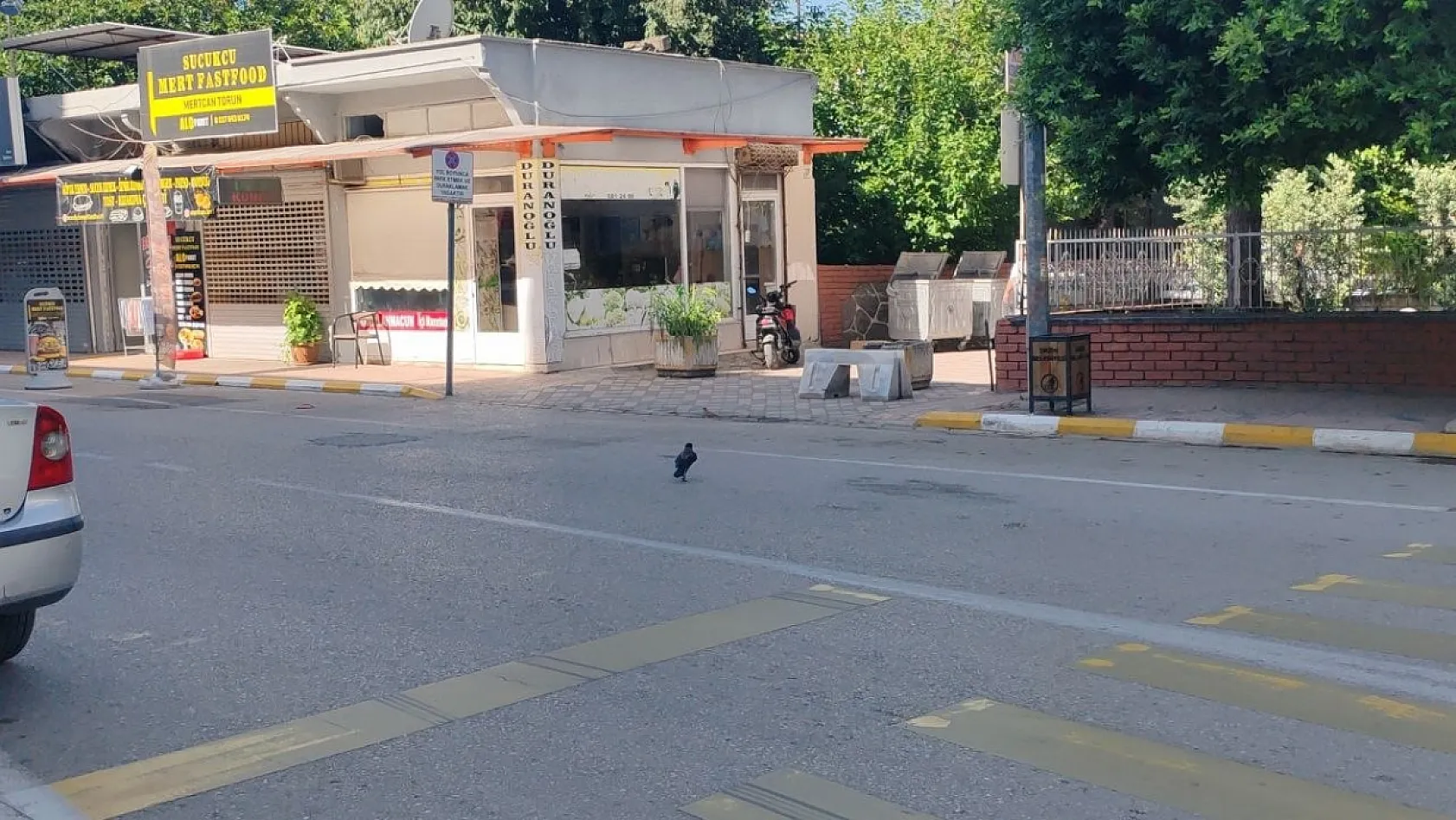 Mahallelinin beslediği karga bu kez parayı kaptı