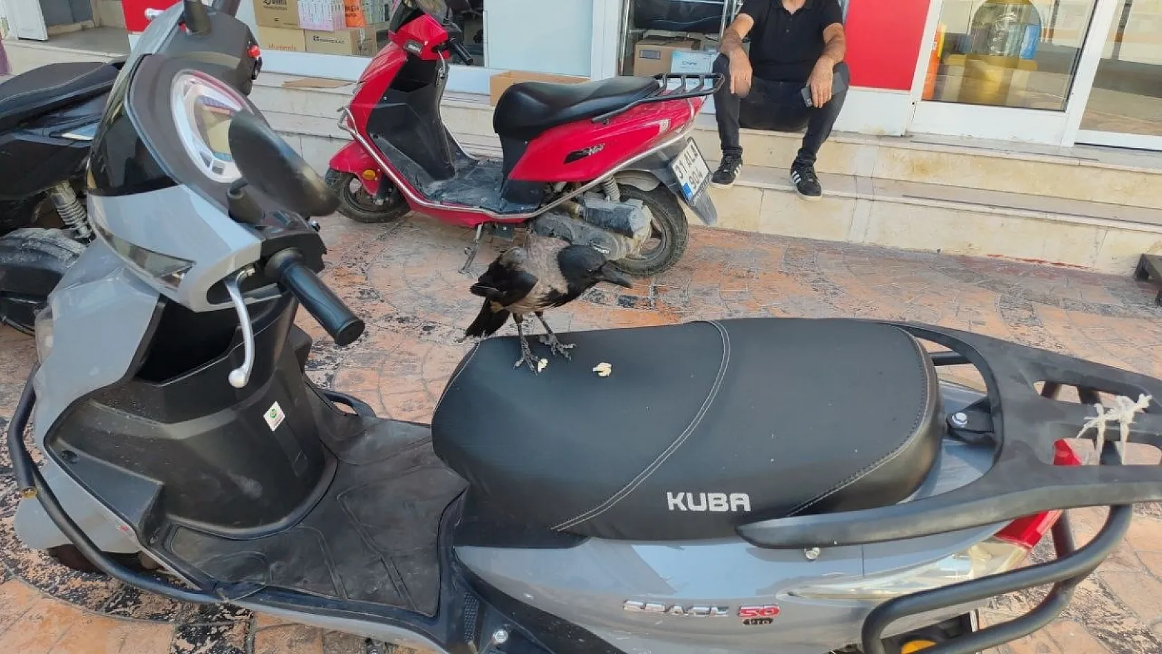 Mahallelinin beslediği karga bu kez parayı kaptı