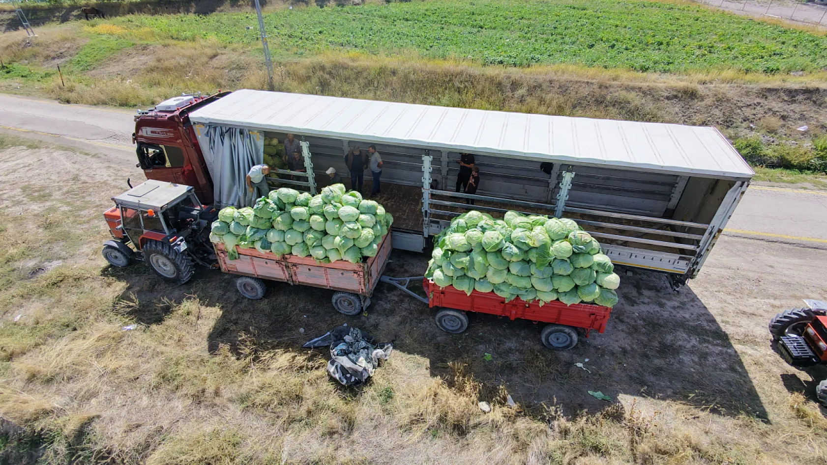 Söğütlü lahanası tırlara yüklenip Türkiye'ye gönderiliyor
