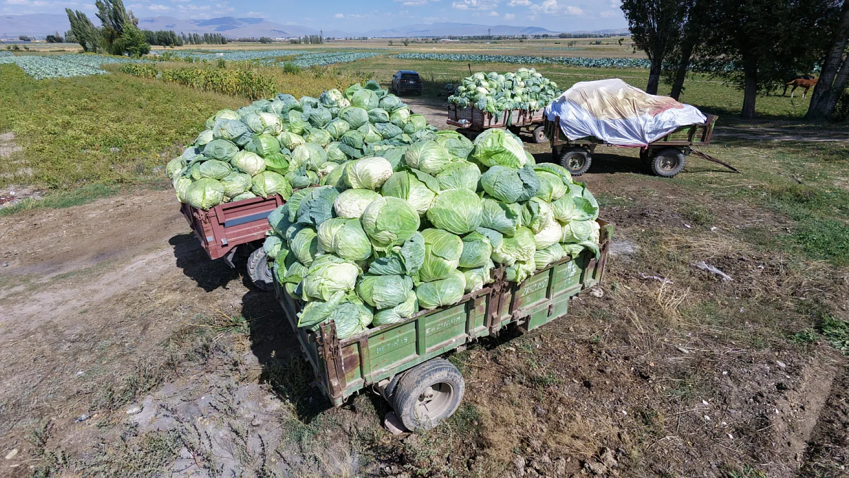 Söğütlü lahanası tırlara yüklenip Türkiye'ye gönderiliyor