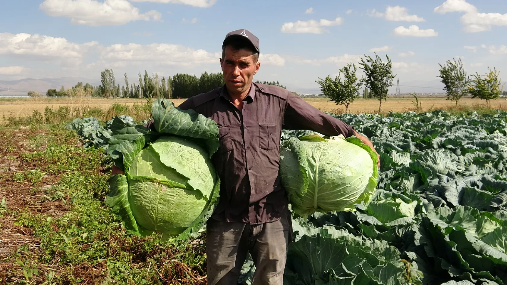 Söğütlü lahanası tırlara yüklenip Türkiye'ye gönderiliyor