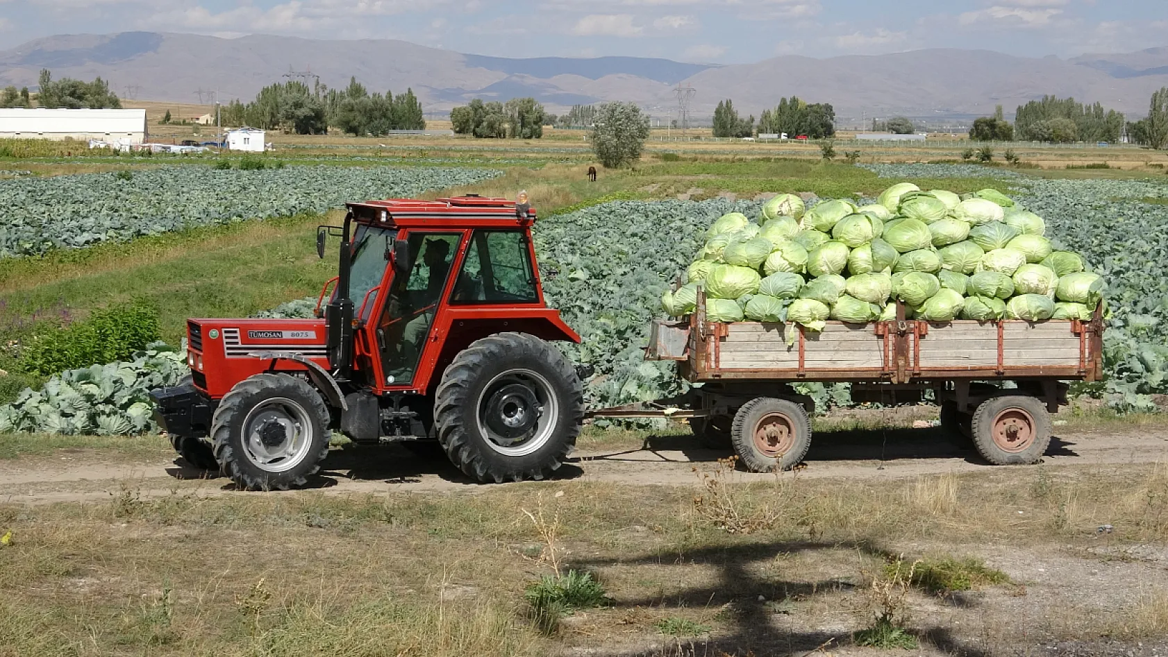 Söğütlü lahanası tırlara yüklenip Türkiye'ye gönderiliyor