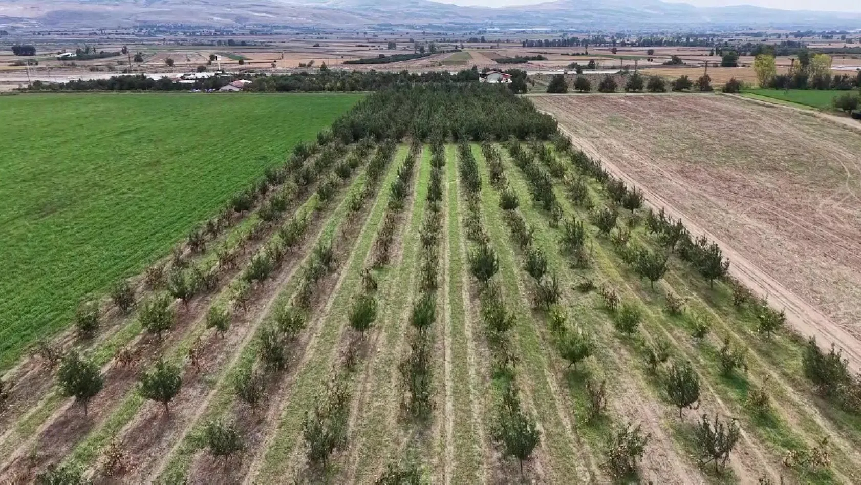 Amasya'da 2 bin yıllık lezzet yeniden dallarda: Misket elmanın hasadı başladı
