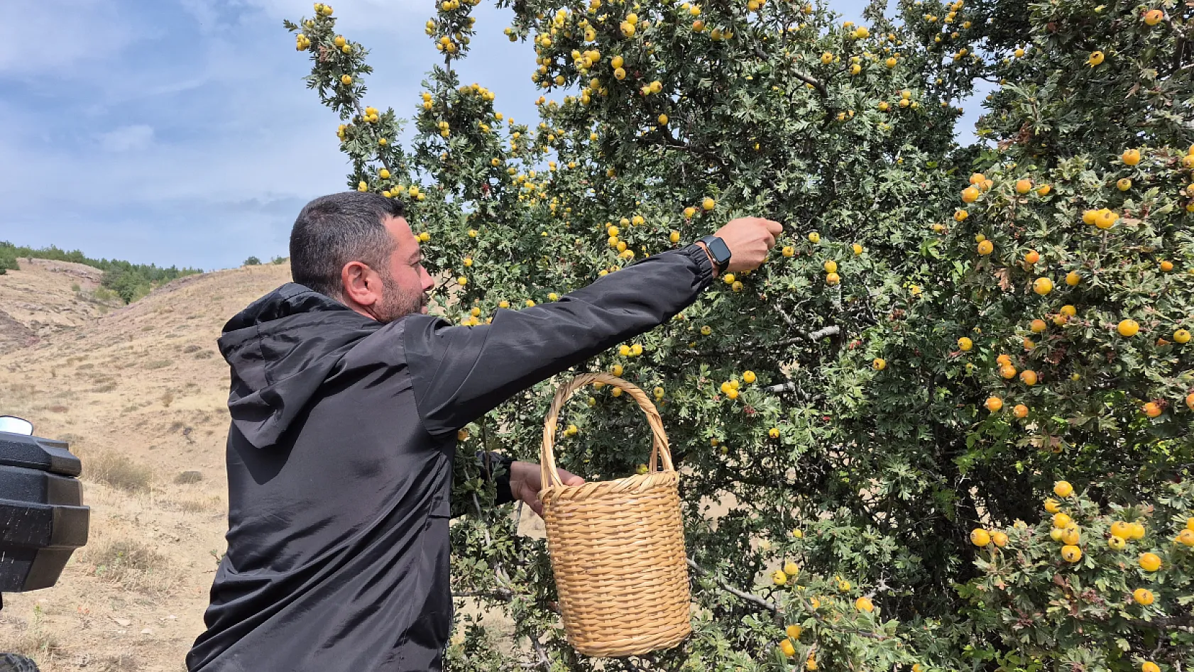 Yozgat'ta sonbahar mesaisi başladı: Dağlardan toplanıyor, kış sofralarına taşınıyor