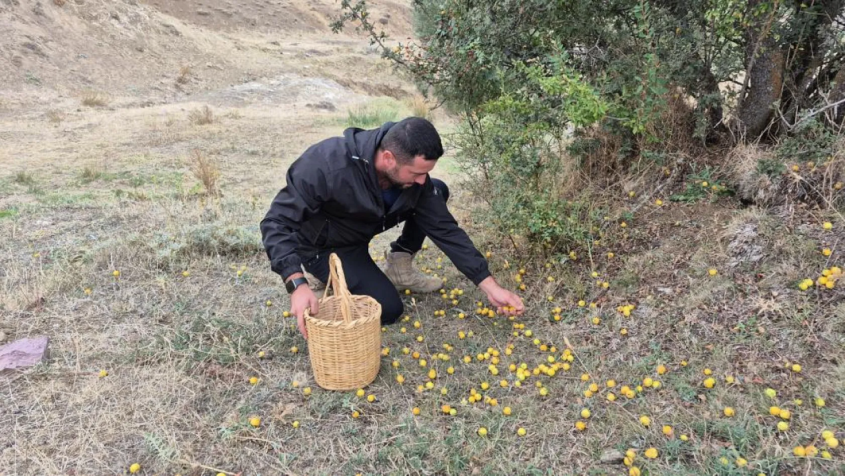 Yozgat'ta sonbahar mesaisi başladı: Dağlardan toplanıyor, kış sofralarına taşınıyor