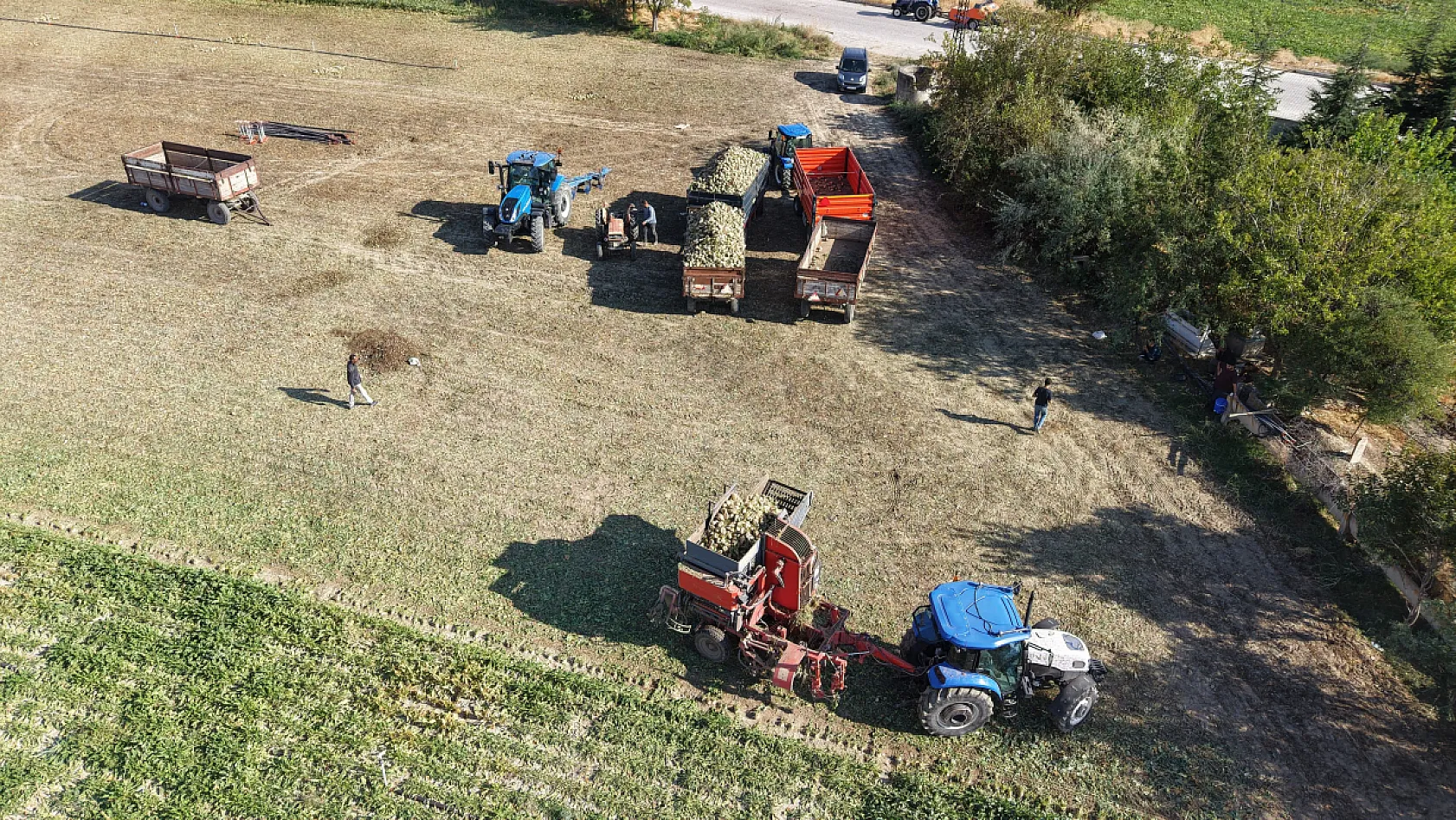 Elazığ'da pancar hasadı başladı