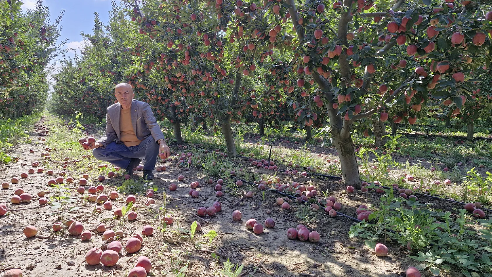 Elma üreticisinin yüzü gülmedi! Dalında 25 liraydı, fiyatı 10 liraya düştü
