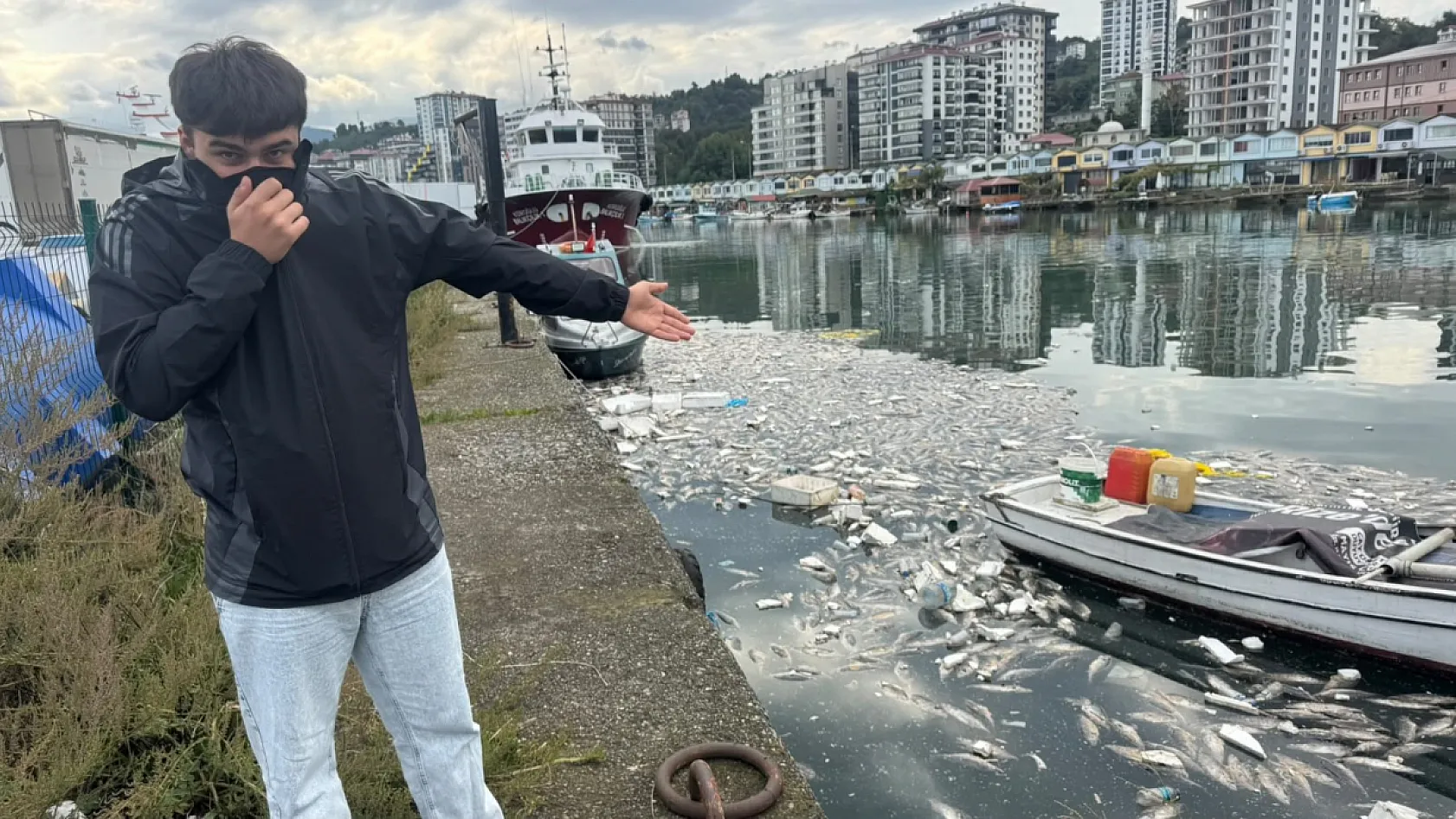 Rize'de palamut bolluğu çileye dönüştü: Liman ölü balıklarla doldu