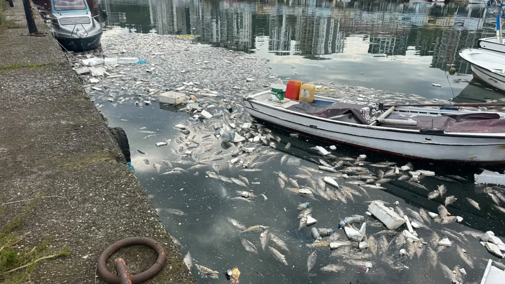 Rize'de palamut bolluğu çileye dönüştü: Liman ölü balıklarla doldu