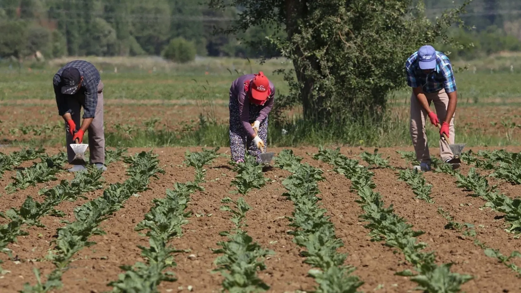 Köye dönene maaş ve çiftlik desteği: Bekâra 2, evliye 3 asgari ücret!