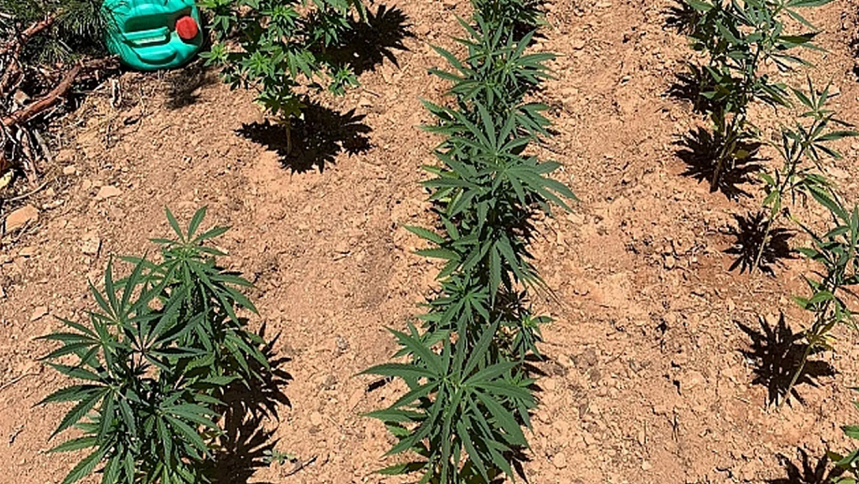 Kenevir Üretiminde Yeni Dönem! 21 İl, Kota Sistemi ve Tıbbi Kullanım İzni