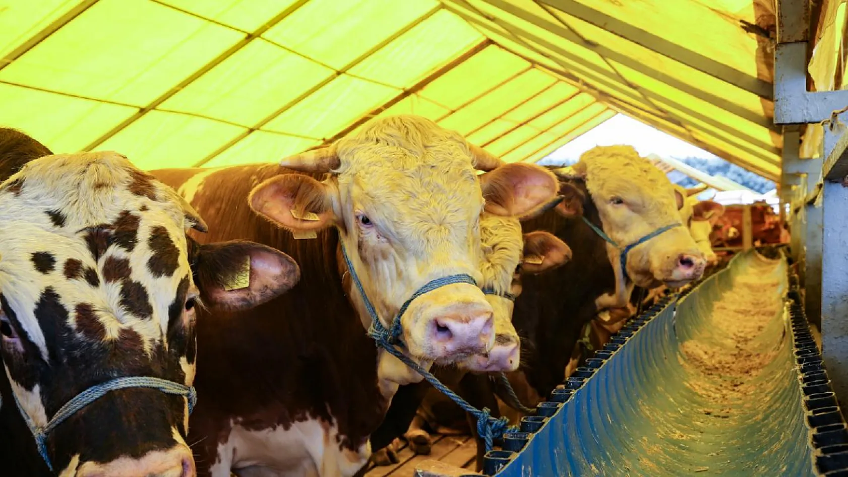 Kurban Bayramı öncesi 4 milyonu aşkın hayvan denetlendi