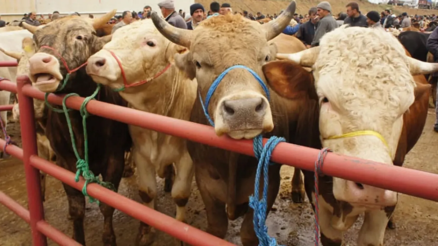 Kurban Bayramı öncesi 4 milyonu aşkın hayvan denetlendi