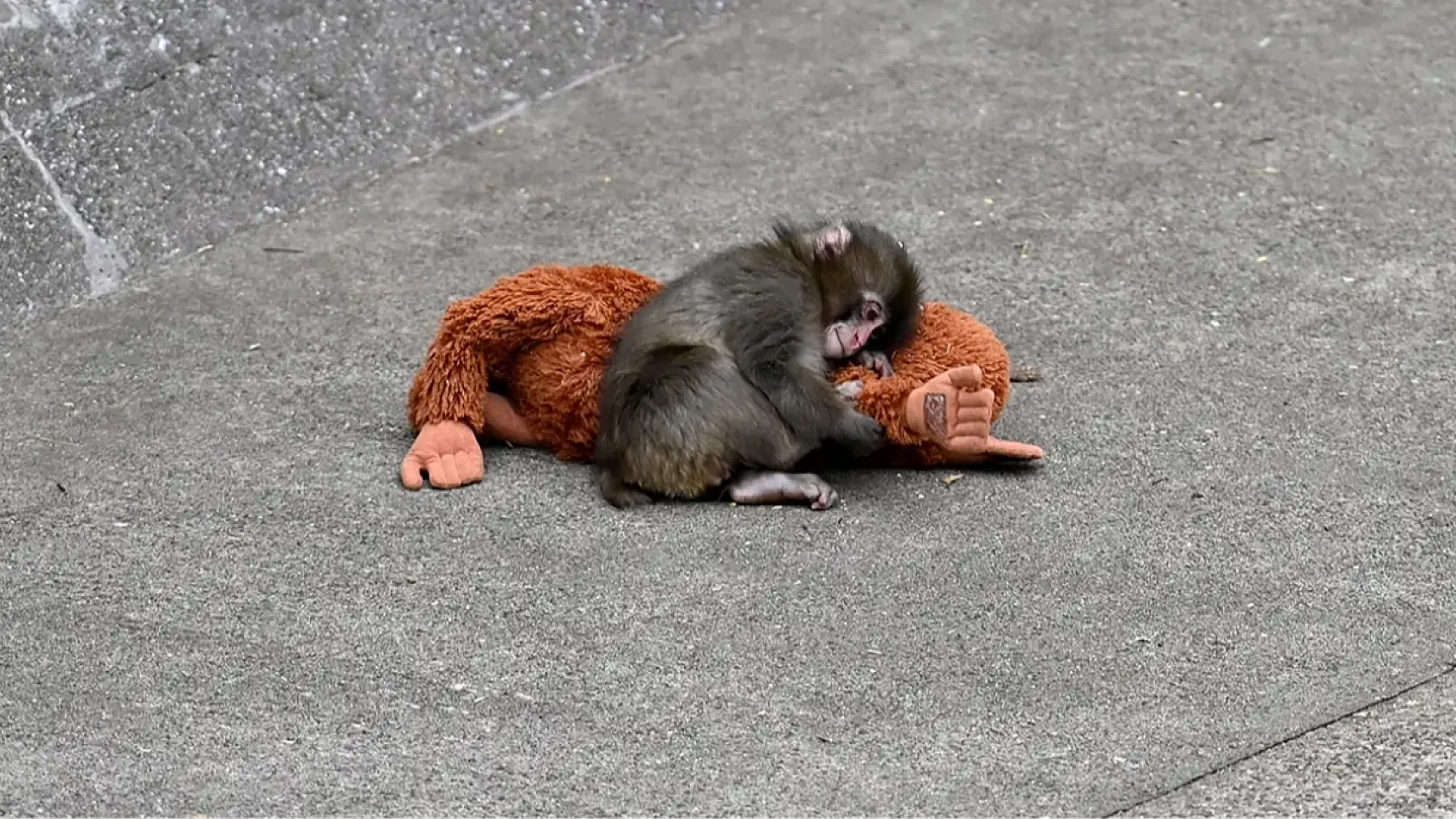 Google'da Punch the Monkey sürprizi!