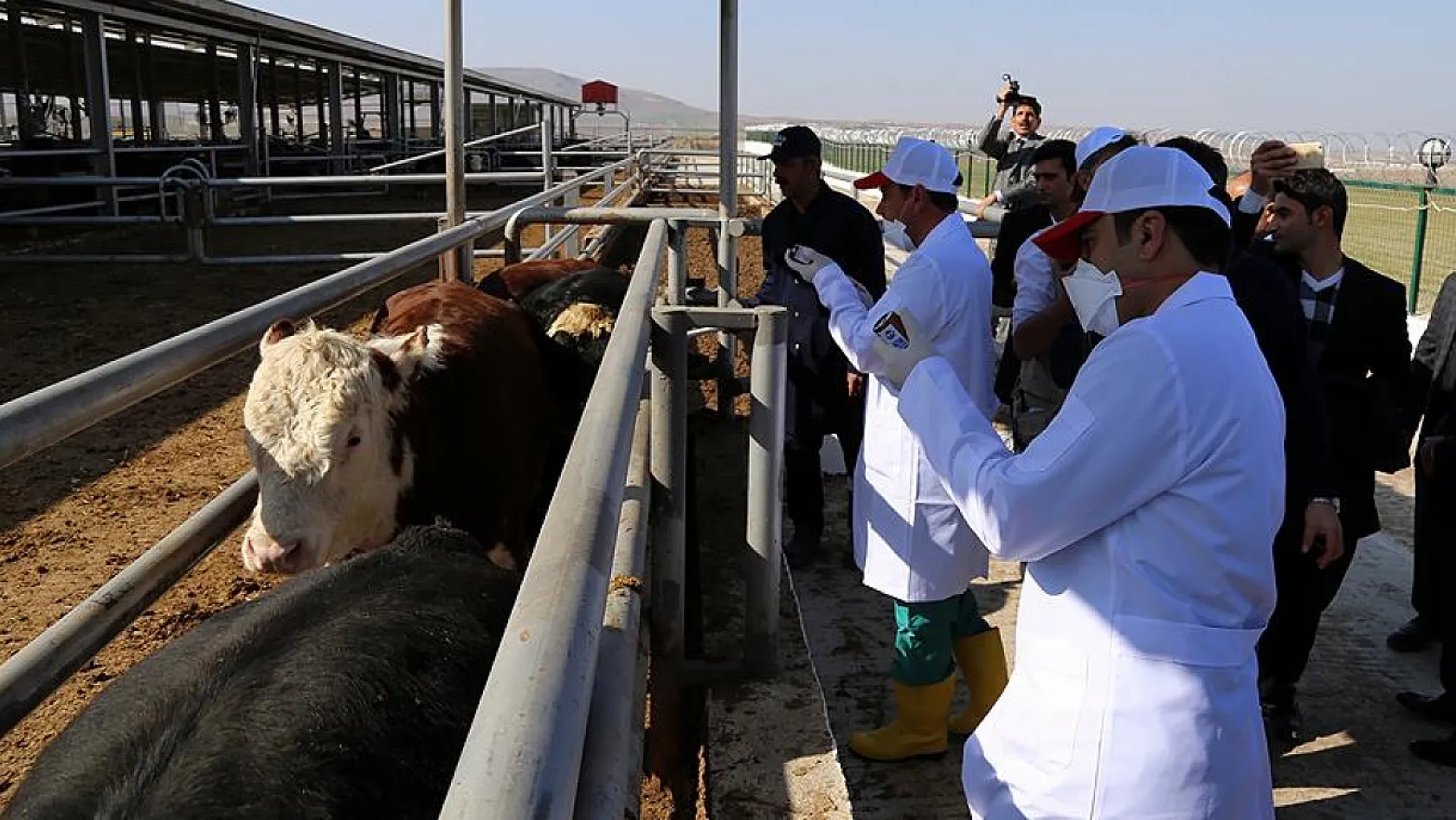 Çarşamba'da hayvanlara 160 bin aşılama yapıldı