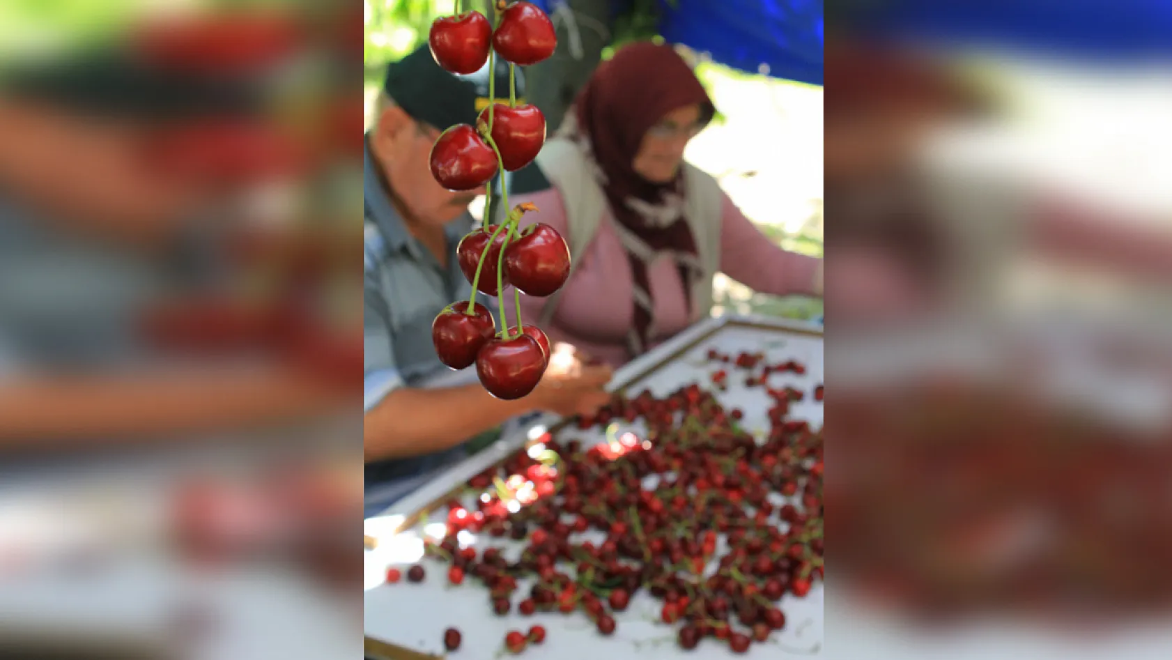 ABD ve Avrupa Sultandağı kirazı istiyor