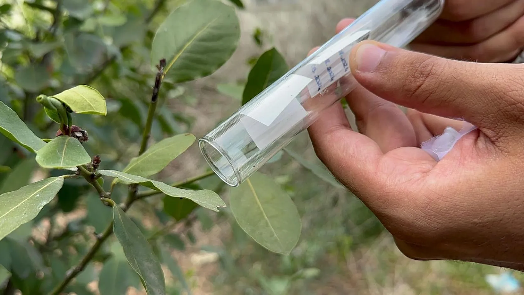 Kokarca ile 1.5 milyon samuray arıcığı savaşacak