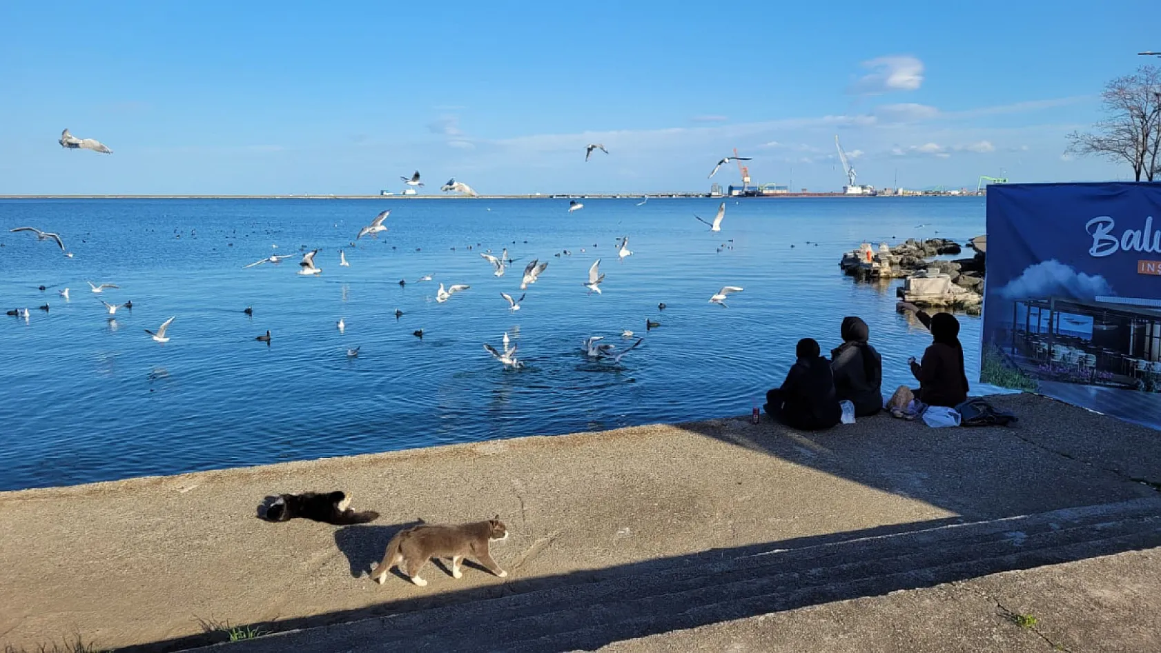 Samsun'da yabani kuşlardan görsel şölen