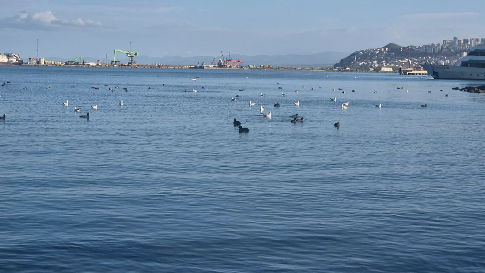 Samsun'da yabani kuşlardan görsel şölen