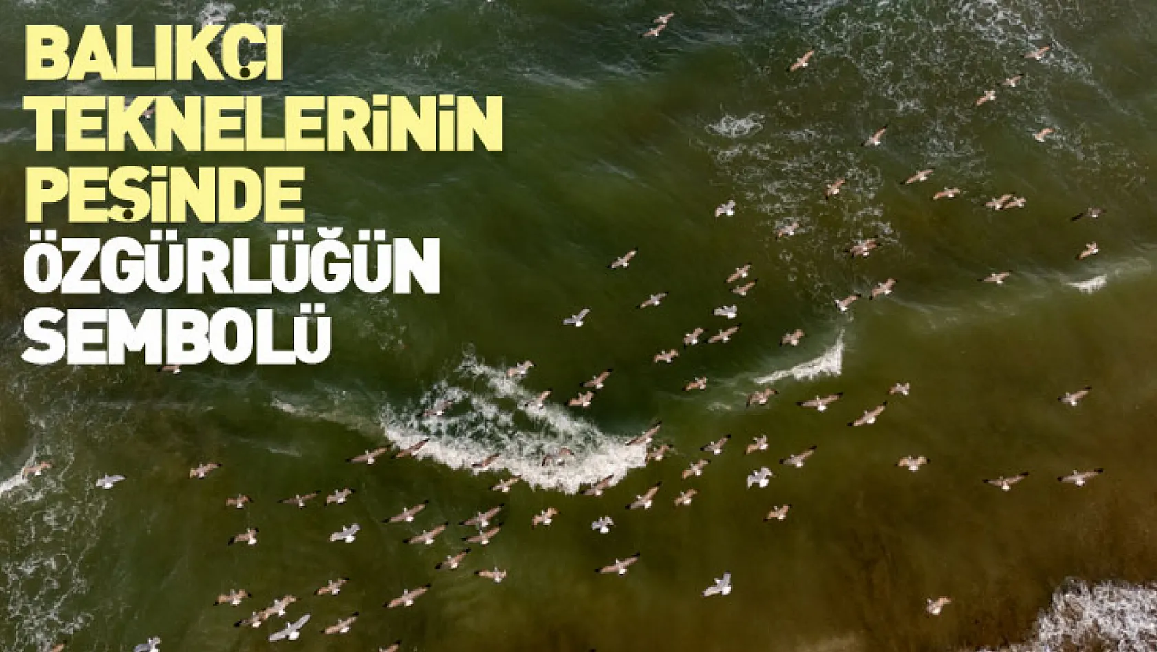 Balıkçı teknelerinin peşinde özgürlüğün sembolü