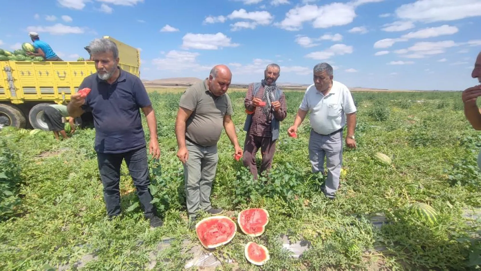 Kavurucu sıcakta karpuz mesaisi! Sekili'de hasat tüm hızıyla başladı