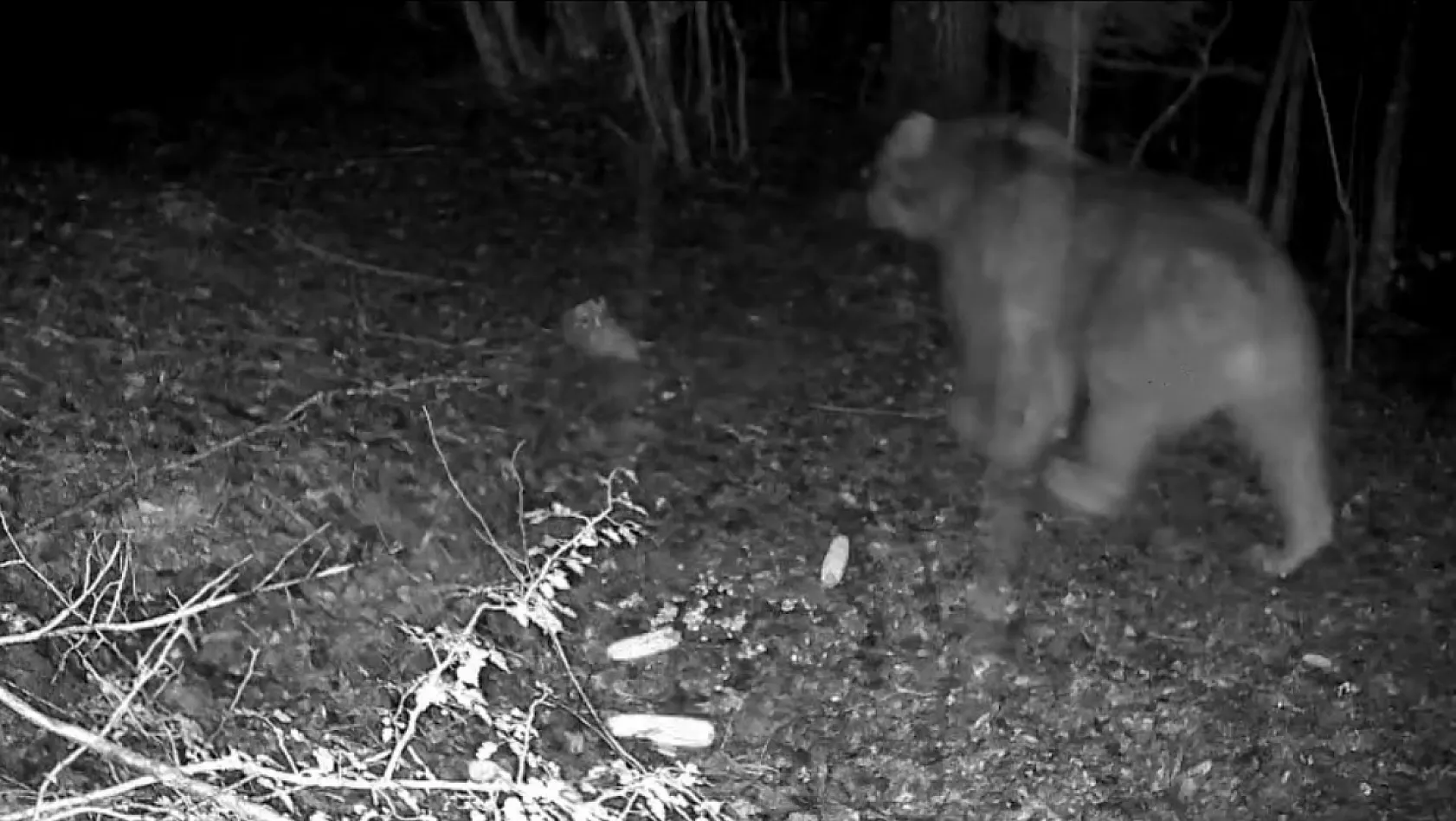 Bolu ormanlarında yaban hayatı fotokapanlara takıldı