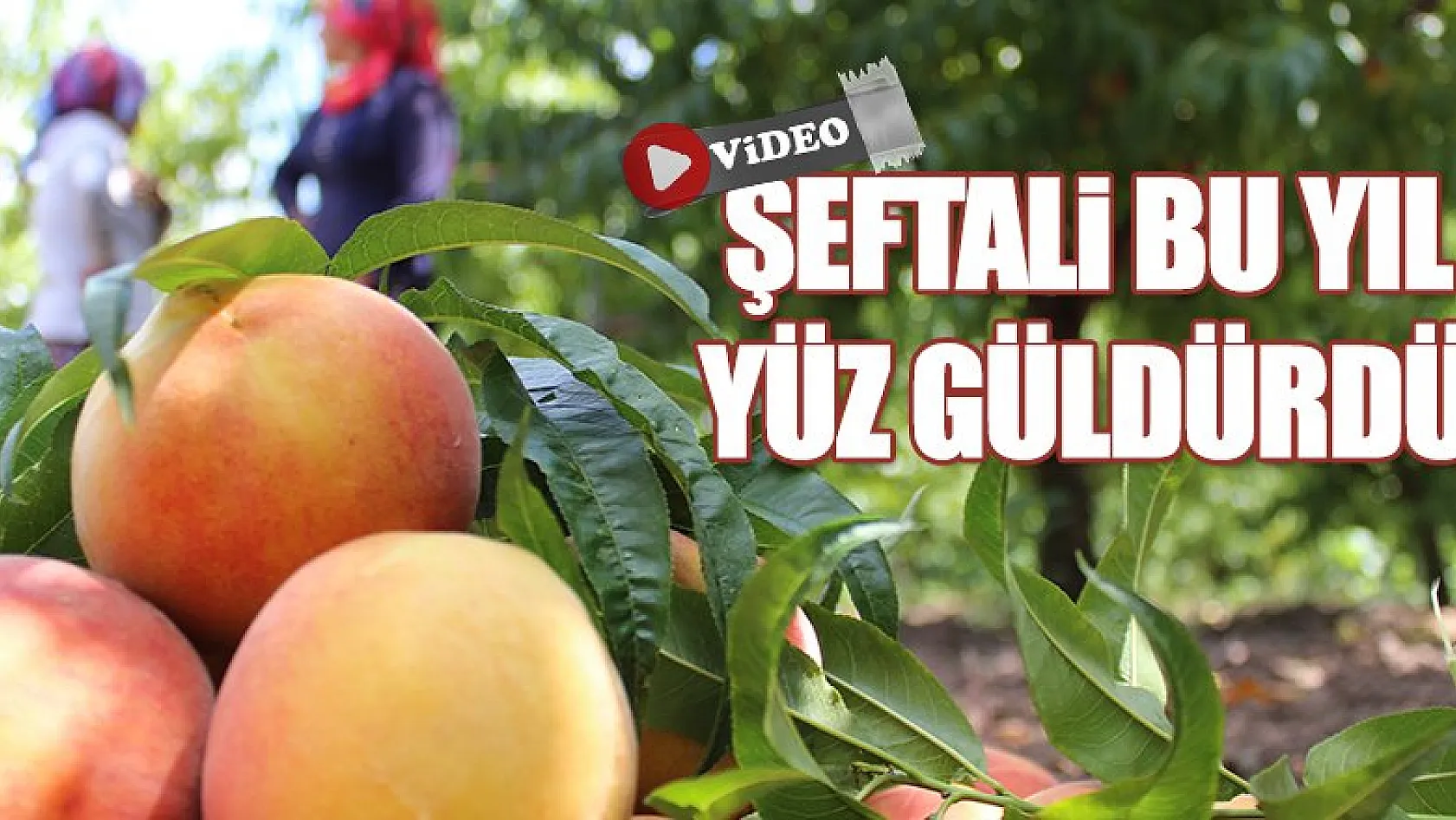 ŞEFTALİ'DE BEREKETLİ HASAT SEZONU