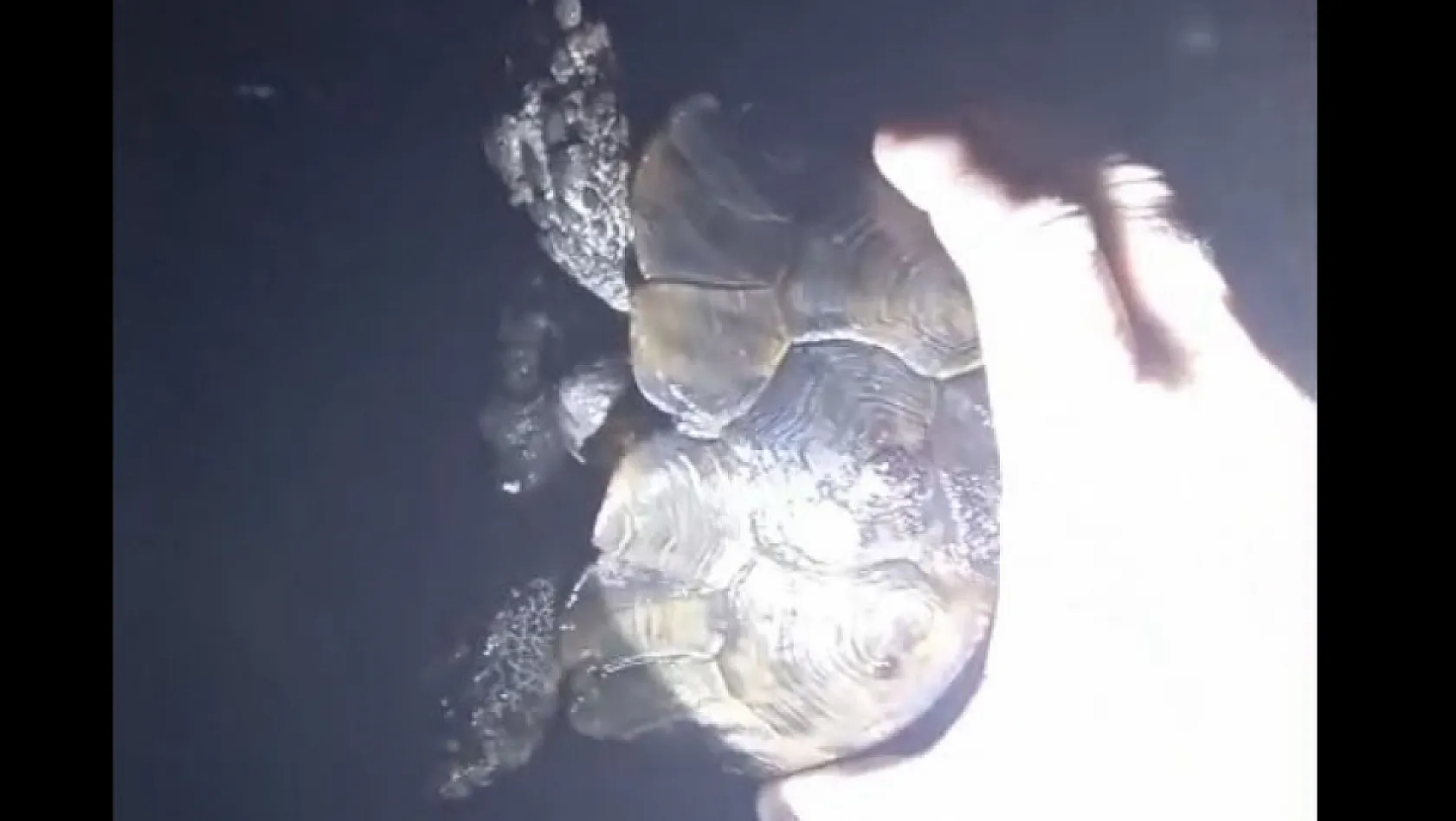 İtfaiyeciler Yanan Kaplumbağayı Kurtardı