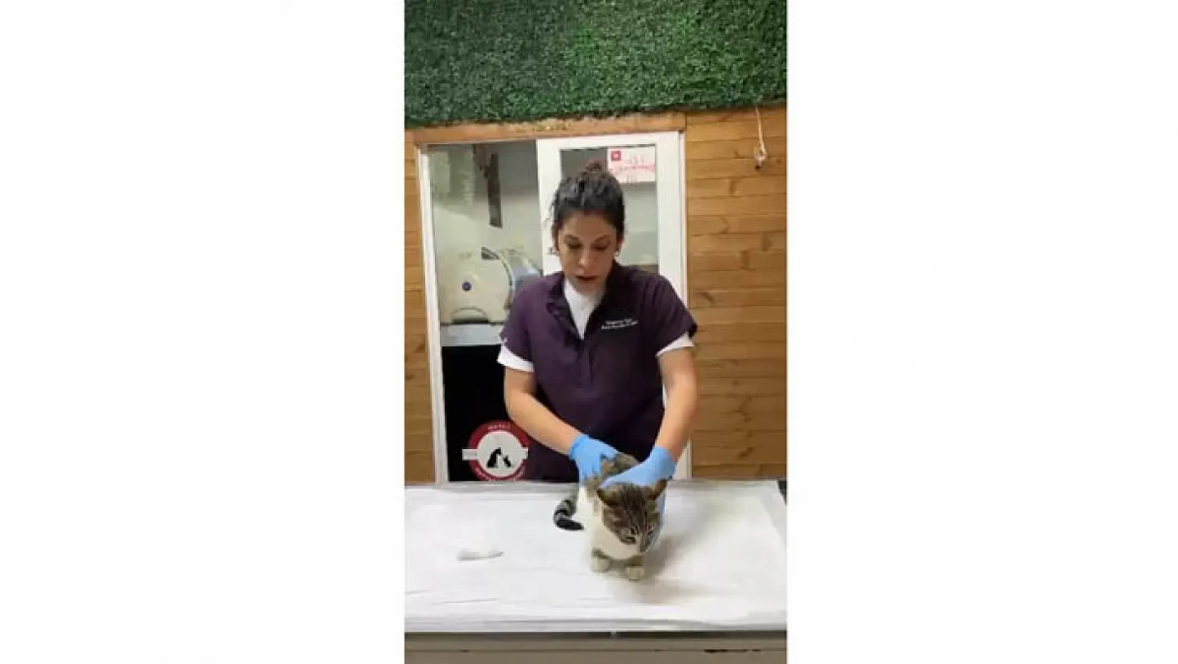 Tekkeköy'de dehşete düşüren olay! Ağaca asılı halde bulundu
