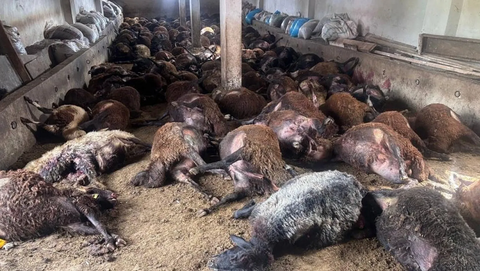 Erzincan'da ayı kilitli kapıyı kırıp 144 hayvanı telef etti