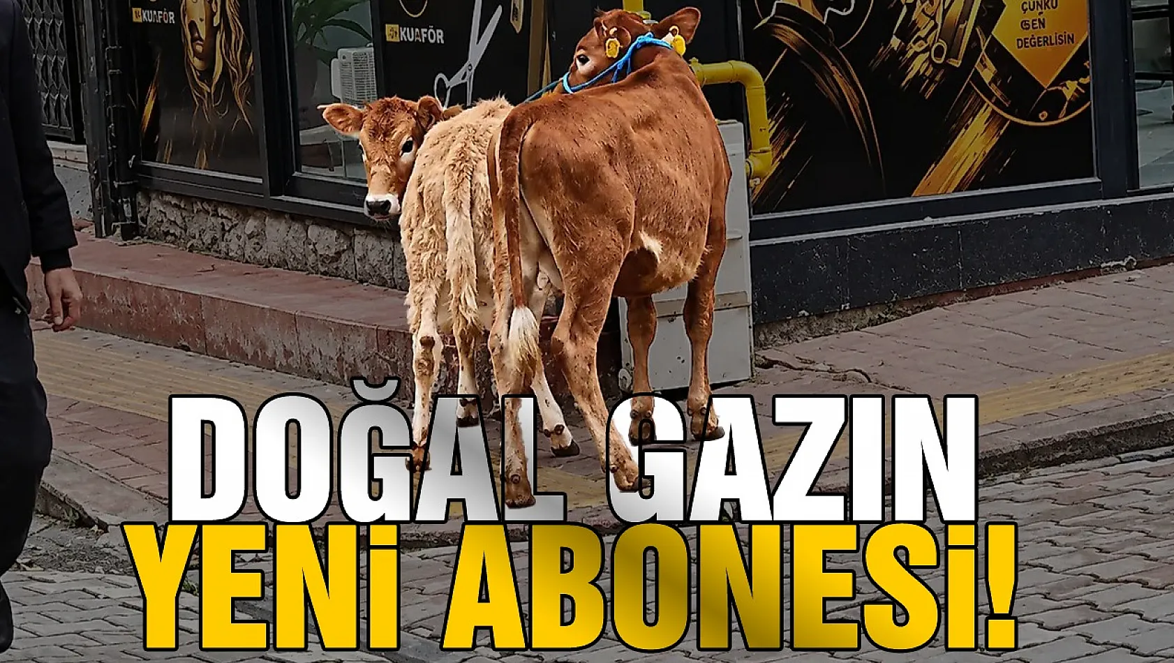 Salıpazarı'nda bilgisizlik mi, umursamazlık mı?Hayvanları Doğal Gaz Borusuna Bağladı