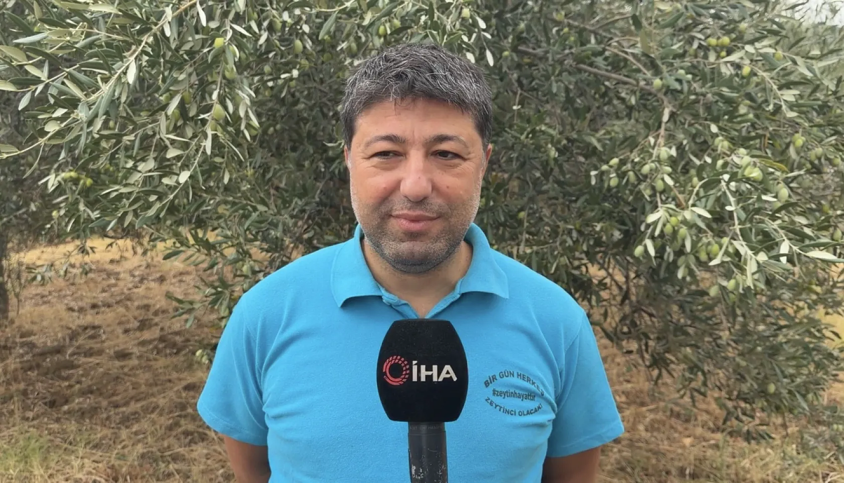 Zeytinde ideal hasat dönemi alacalı dönem
