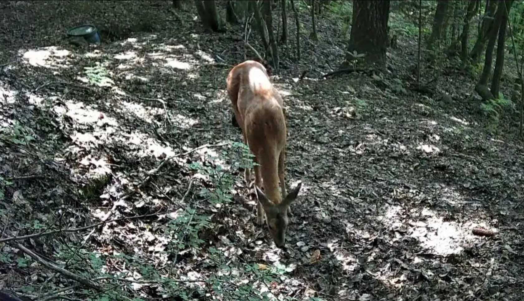 Bolu ormanlarında yaban hayatı fotokapanlara takıldı