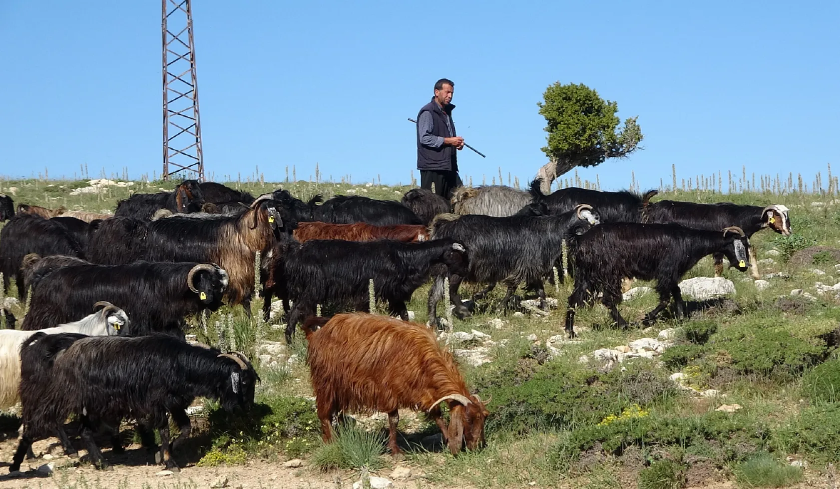 Yörüklerin yayla mesaisi başladı
