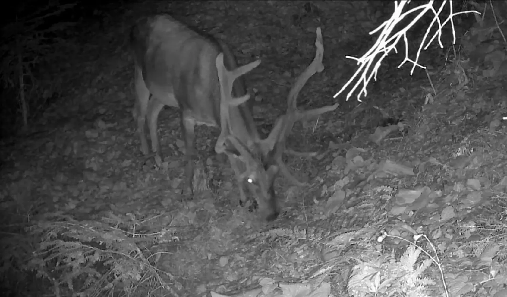Bolu ormanlarında yaban hayatı fotokapanlara takıldı