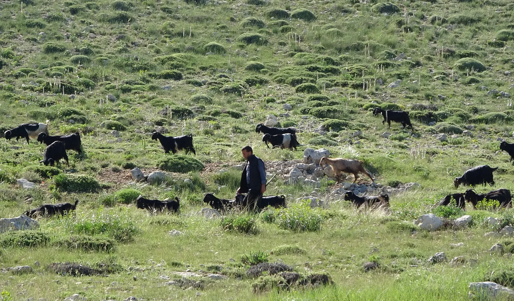 Yörüklerin yayla mesaisi başladı